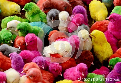 Colorful Chicks Stock Photo