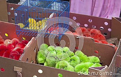 Colorful Chicks for Sale Stock Photo