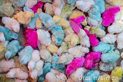 colorful chicks for sale Stock Photo