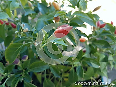 Colorful chilli peppers Stock Photo