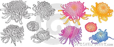 Colorful chrysanthemum flower blossoms set Vector Illustration