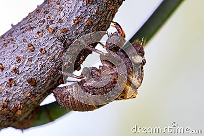 Colorful Cicada Insect Shell or Carcass on a Tree Trunk Stock Photo
