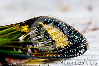 Colorful cicada wing Stock Photo