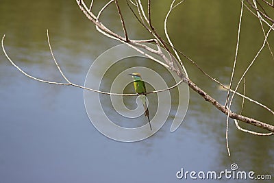 A colorful cinnamon throated bee eater on a perch of a twig in the bay of a canal. Magnificent rare view to wintness Stock Photo