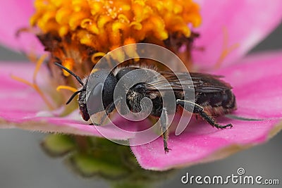 Colorful closeup on a female European mason solitary bee, Osmia dimidiata on a pink flower Stock Photo