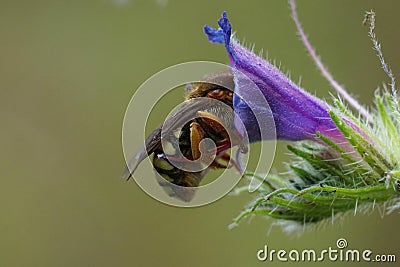 Colorful closeup on a female Seven-toothed Red-Resin Bee, Rhodanthidium septemdentatum sleeping in flower Stock Photo