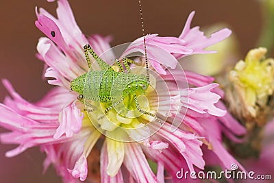 Colorful closeup on a nymph of the , speckled bush-cricket, Leptophyes punctatissima, sitting on a pink Lychnis flower Stock Photo