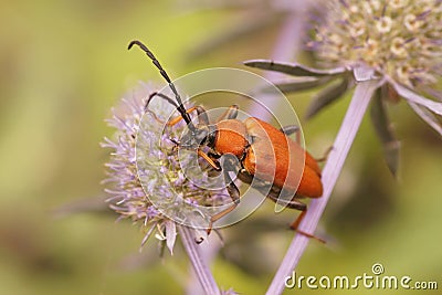 Colorful closeup of a Red-brown Longhorn Beetle, Corymbia rubra, Stock Photo