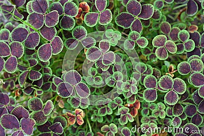 Colorful Clover Stock Photo