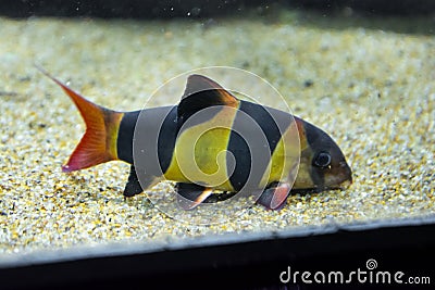 Colorful clown loach fish - botia macracanthus swimming in aquarium Stock Photo