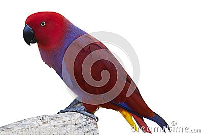 Colorful cockatoo bird 1 Stock Photo