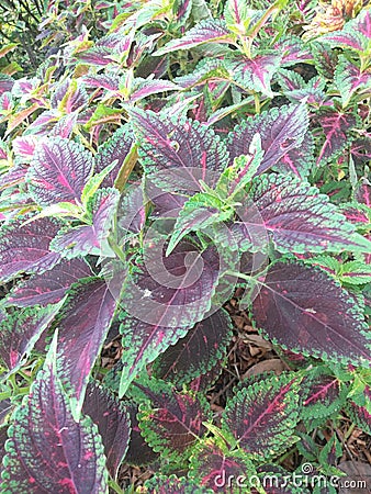 Colorful coleus flower leaves in the tourist park area Stock Photo
