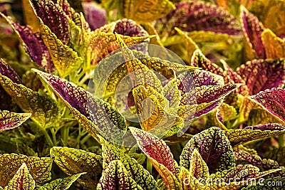 Colorful Coleus Plant Stock Photo