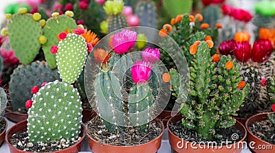 Colorful collection of small decorative cactuses flowering plants in pots. Stock Photo