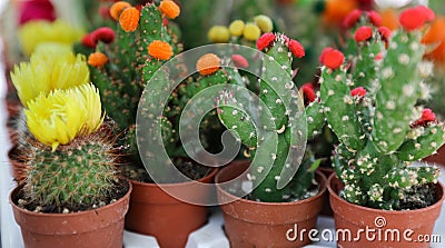 Colorful collection of small decorative cactuses flowering plants in pots. Stock Photo