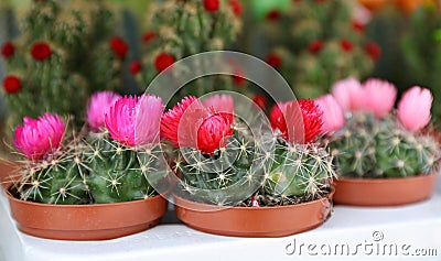 Colorful collection of small decorative cactuses flowering plants in pots. Stock Photo