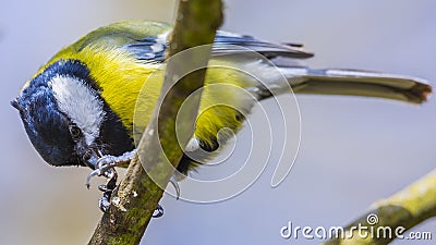 The great tit ( Parus major ) is a passerine bird in the tit family Paridae. Stock Photo