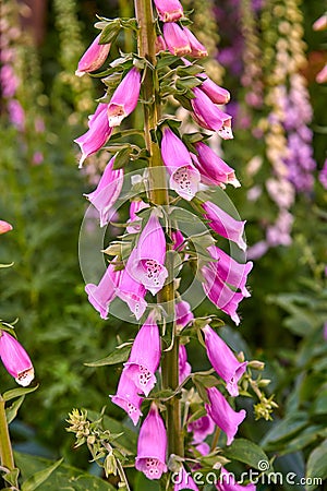 Colorful common Foxglove flowers growing in green park. Beautiful tubular pink or purple flowering plant with pretty Stock Photo