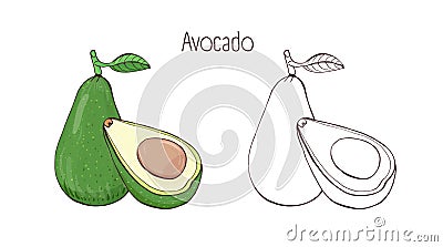 Colorful and contour monochrome botanical drawings of whole and cut avocado with leaf. Tasty ripe edible fruit of exotic Vector Illustration