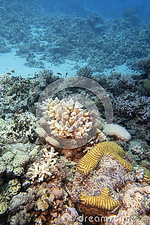 Colorful coral reef with Acropora coral (Scleractinia) at sandy bottom of tropical sea, underwater lanscape Stock Photo