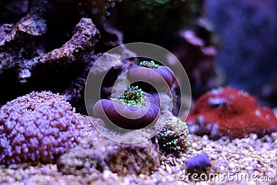 Colorful coral in reef aquarium tank Stock Photo