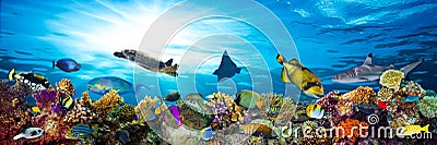 Colorful coral reef with many fishes Stock Photo