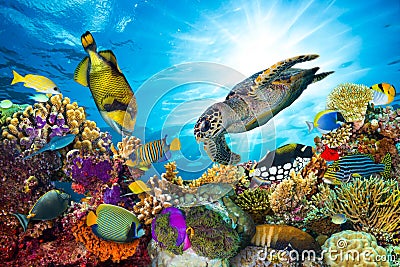 Colorful coral reef with many fishes Stock Photo