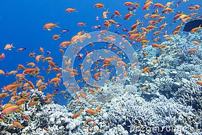 Colorful coral reef with shoal of fishes anthias in tropical sea Stock Photo