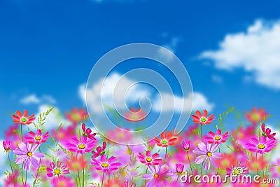 Colorful cosmos flowers on a background of summer landscape Stock Photo