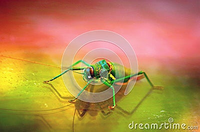 Colorful cricket Stock Photo