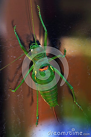 Colorful cricket Stock Photo