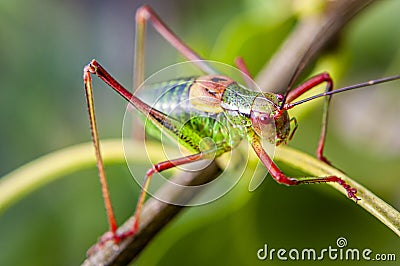 Colorful cricket on the leaf IV Stock Photo