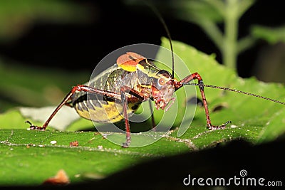 Colorful cricket on a leaf Stock Photo