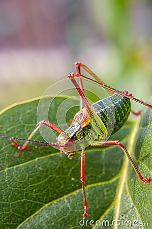 Colorful cricket on the leaf Stock Photo