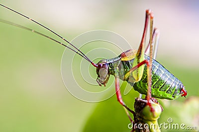 Colorful cricket on the leaf VI Stock Photo