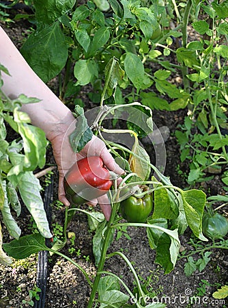 Red pepper harvest in garden Stock Photo