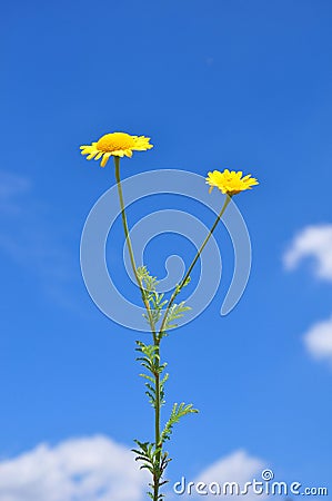 Yellow chamomile (Anthemis tinctoria) Stock Photo