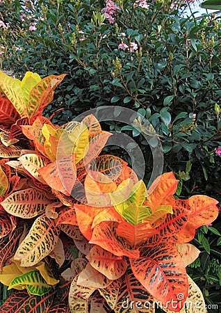 Colorful Croton Indian Hawthorn Shrub Stock Photo