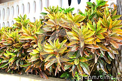 Colorful croton Stock Photo