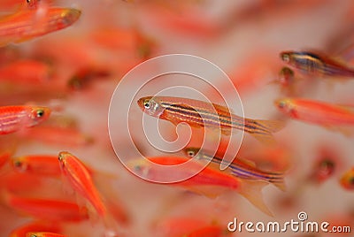Colorful crystal tropical fish Stock Photo