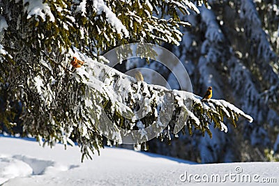 Colorful curious crossbill sits on the snowy branches Stock Photo