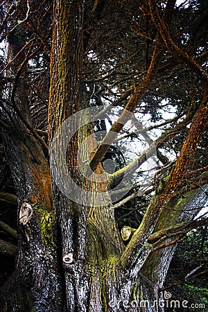 Colorful Cypress Tree Bark with Texture in Monterey California Stock Photo