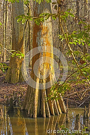 Colorful Cypress Trunk in a Wetland Stock Photo