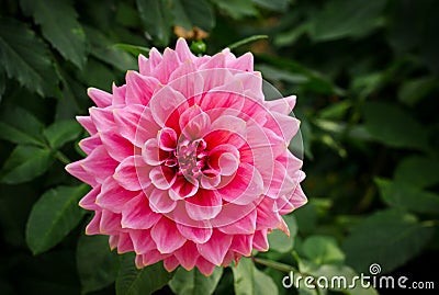 Colorful dahlia flower pink in autumn garden Stock Photo