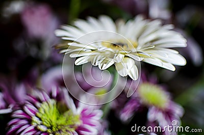 Colorful Daisies Stock Photo