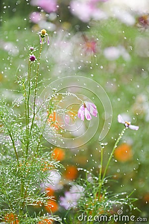 Colorful daisies in green background Stock Photo