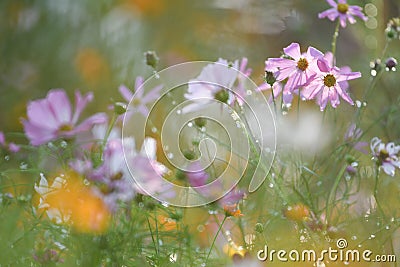 Colorful daisies in green background Stock Photo