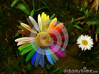 Colorful daisy Stock Photo