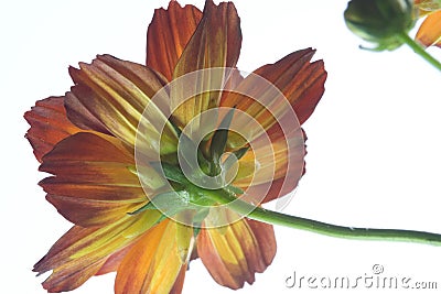 Colorful daisy flowers Stock Photo