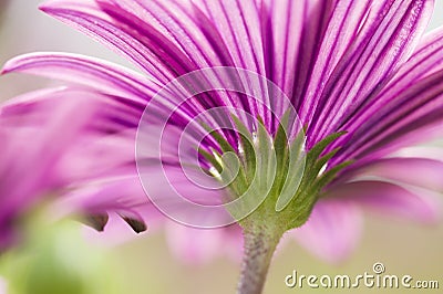 Colorful daisy in full bloom Stock Photo